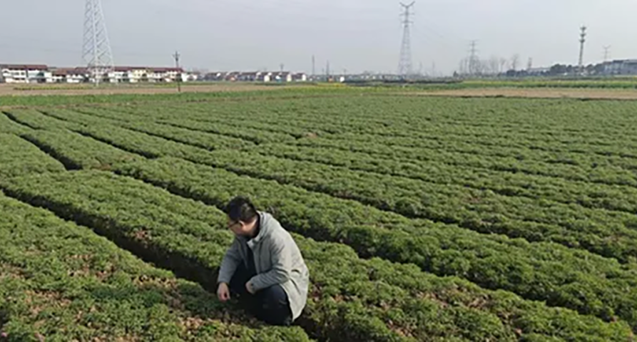 未雨绸缪探实情 精准施策控成本——长运娱乐深入延胡索产区开展专项调研